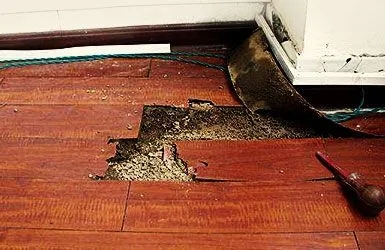 白蚁的危害有多大？殊不知白蚁正在侵蚀您的房子