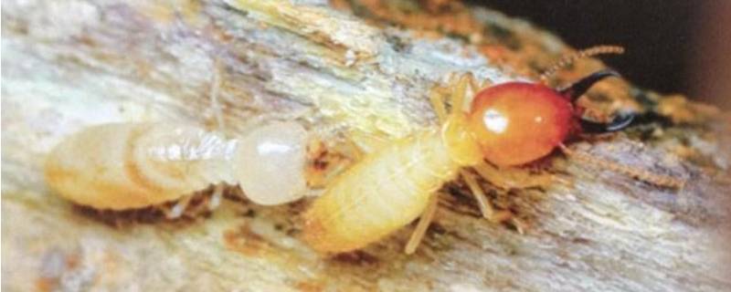 白蚁在普通家庭中有哪些危害？如何预防白蚁呢？