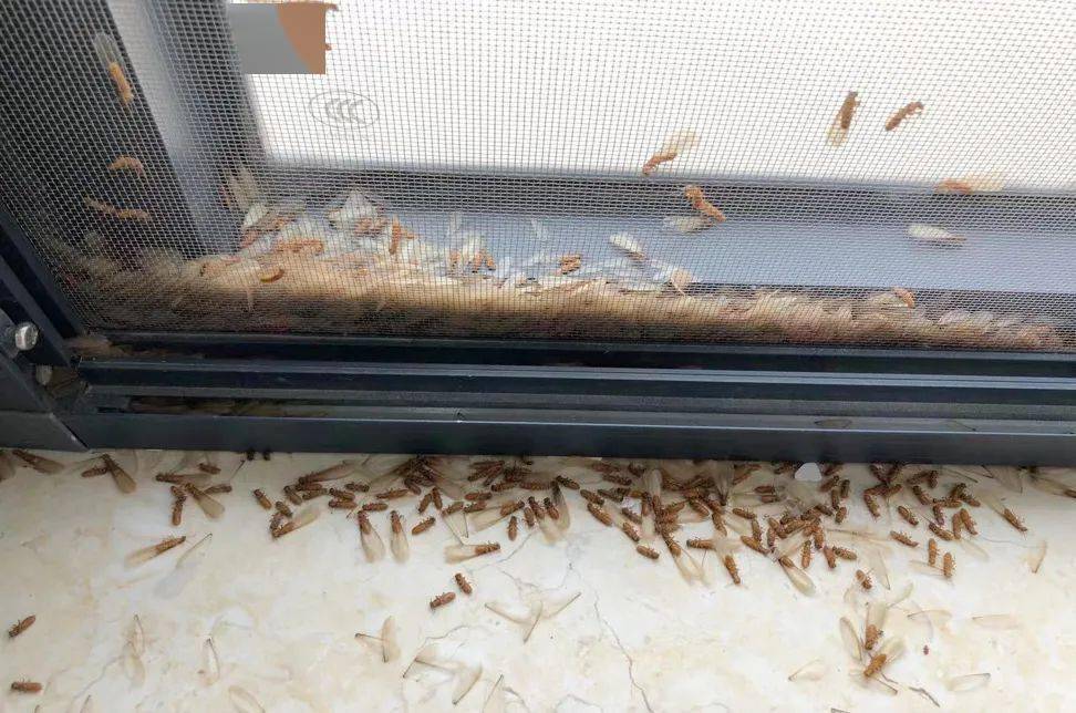 消灭白蚁常见的几种方法